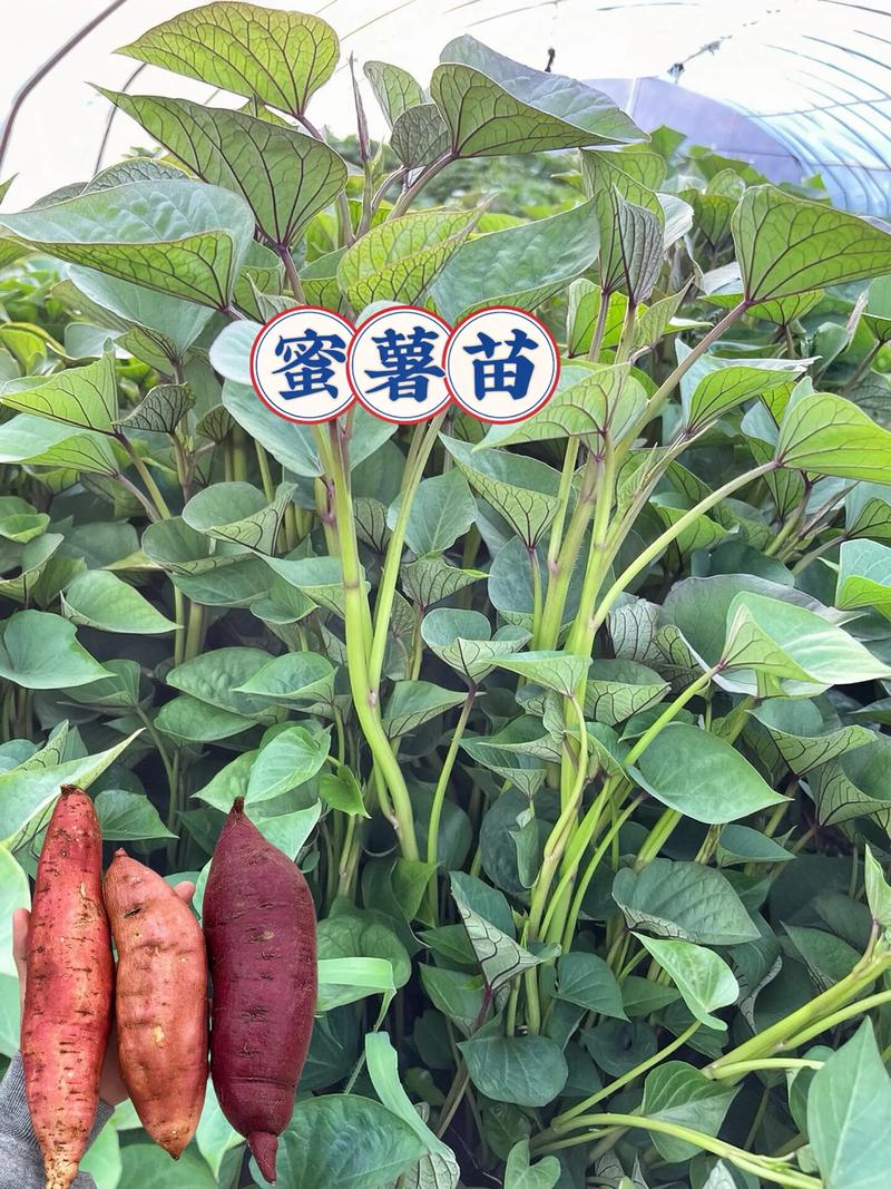 西瓜红红薯高产种植技术全指南 六、缓苗管理