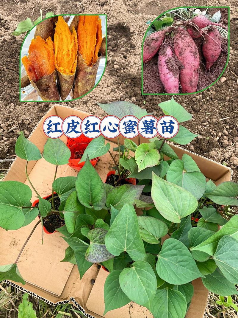西瓜红红薯高产种植技术全指南 四、栽植深度