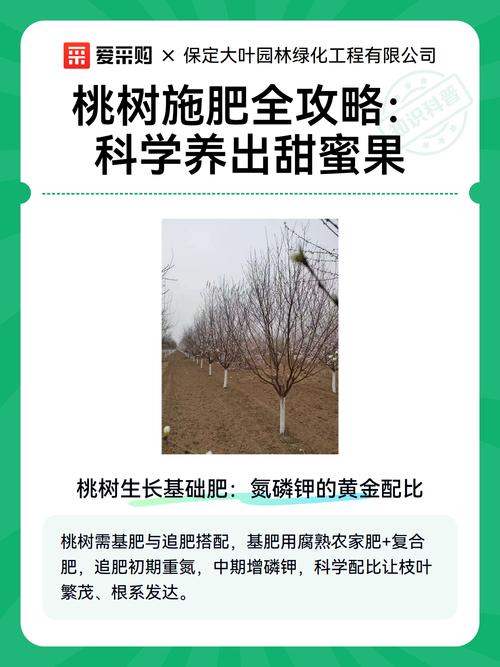 桃树追什么肥料?分时期调配氮磷钾,配合浇水与修剪效果更好 修剪:修剪后追肥,促进新梢整齐萌发