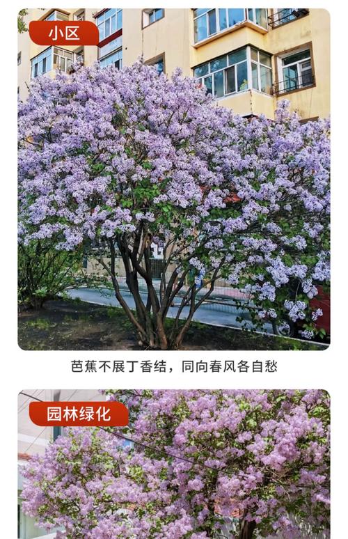 怎么种丁香花?从选时到成活的完整种植指南 三、栽前处理:修剪、消毒、生根三步走