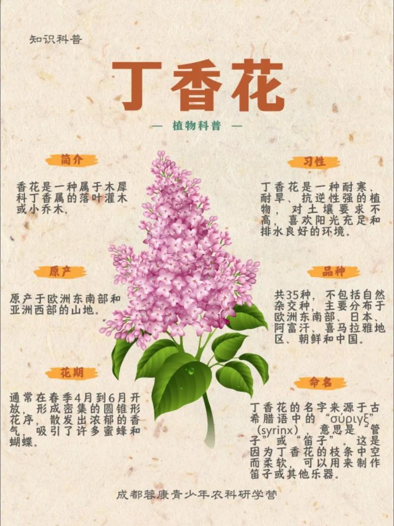 怎么种丁香花?从选时到成活的完整种植指南 五、浇定根水:边栽边浇,浇透不积水