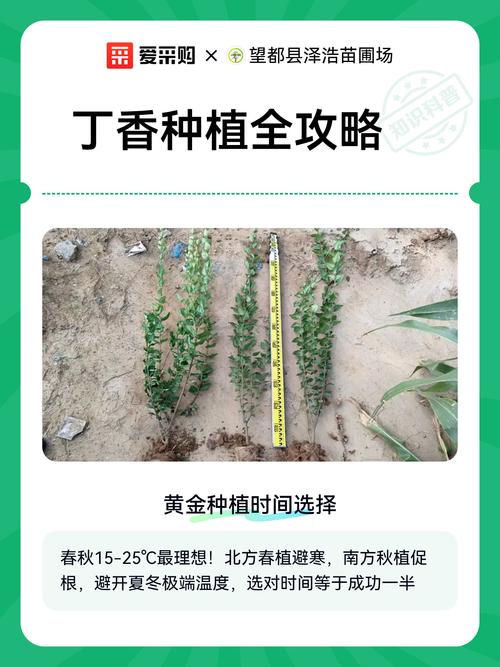 怎么种丁香花?从选时到成活的完整种植指南 四、栽植深度:根茎结合部与地面平齐