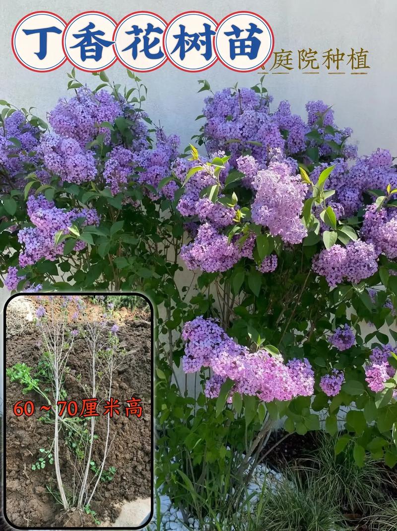 怎么种丁香花?从选时到成活的完整种植指南 六、缓苗管理:遮阴、保湿、防积水