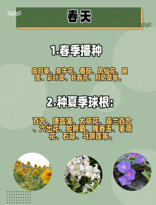 怎么种丁香花?从选时到成活的完整种植指南 七、成活注意事项:常见问题与补救