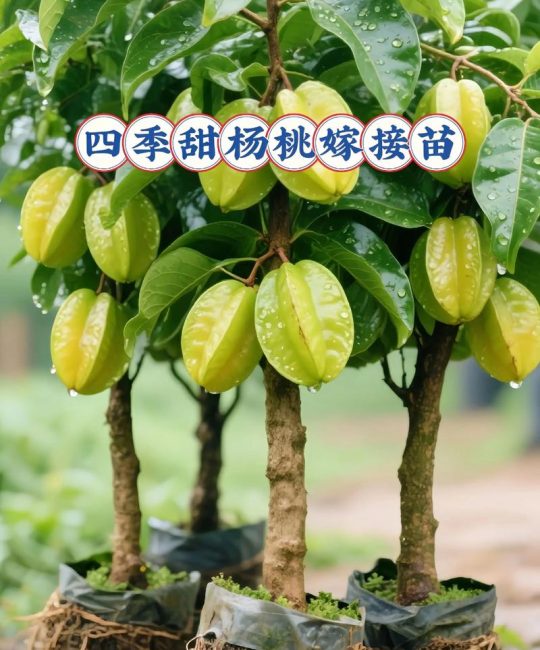 购买果树苗哪里好？首选专业苗圃的嫁接成品苗，通过“三看”标准（嫁接口、根系、苗龄）即可精准判断优质果苗