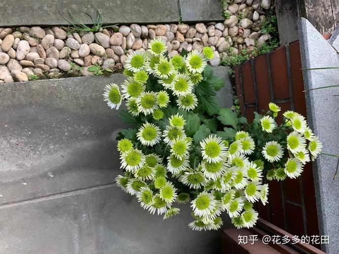 除草剂冻了还能用吗?园艺达人的实用指南 一、冷冻对除草剂的影响