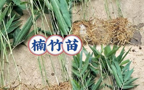 竹子苗采购渠道全解析：如何避开虚假苗圃，选到优质竹苗