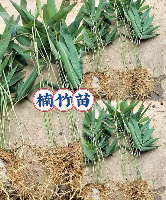 竹子苗采购渠道全解析：如何避开虚假苗圃，选到优质竹苗