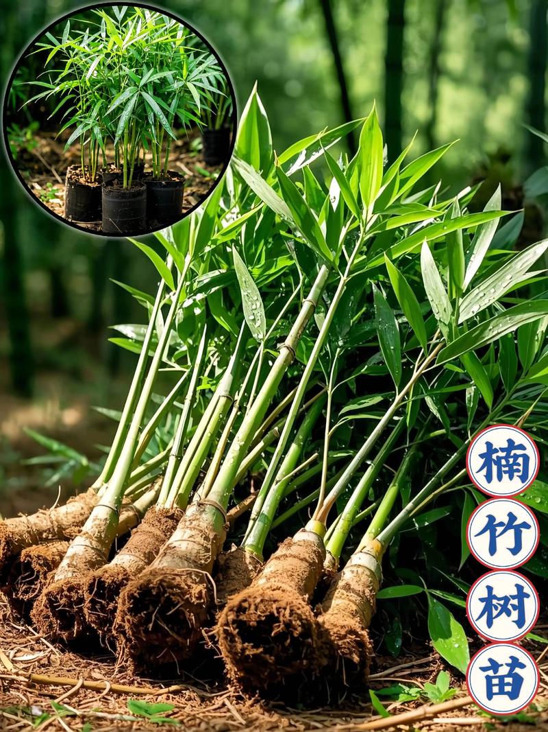 竹子苗采购渠道全解析:如何避开虚假苗圃,选到优质竹苗 第二步:品种真实性核查与规格匹配