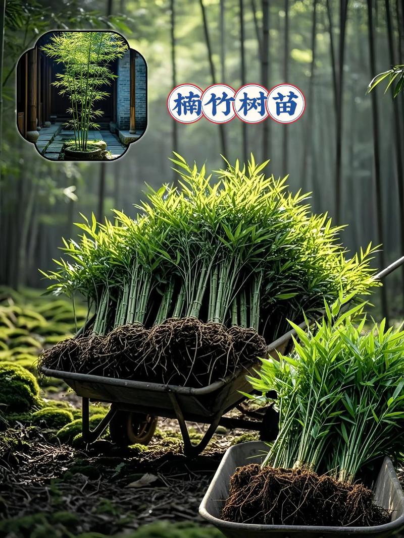 竹子苗采购渠道全解析:如何避开虚假苗圃,选到优质竹苗 第三步:根系健康与运输装车方案
