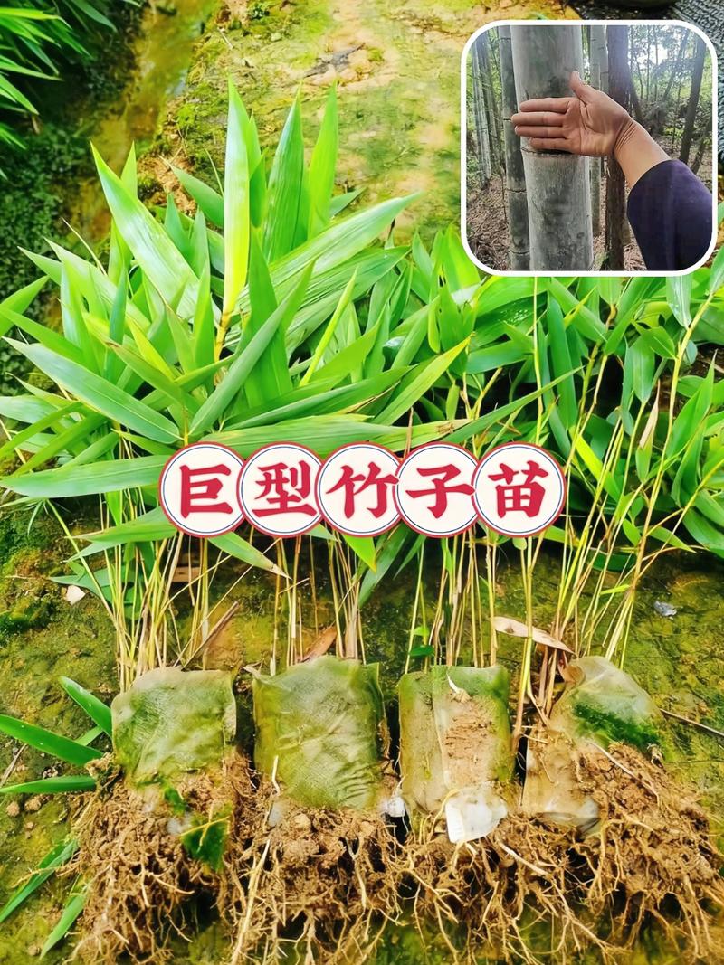 竹子苗采购渠道全解析:如何避开虚假苗圃,选到优质竹苗 第四步:售后补苗政策与书面约定