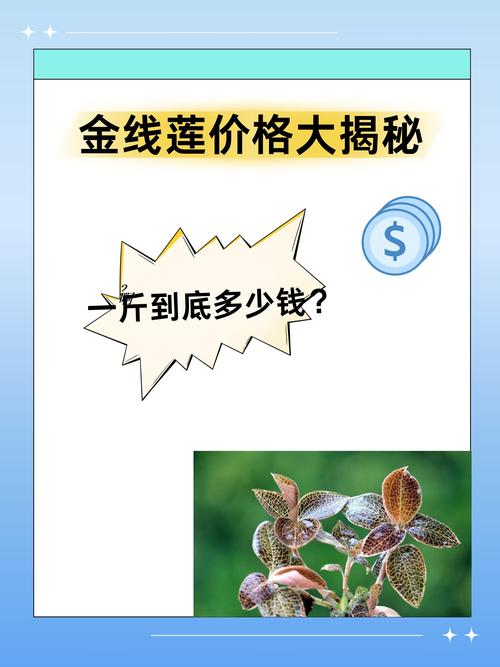 金线莲种苗多少钱一瓶?2025年最新价格与影响因素全解析 金线莲种苗多少钱一瓶?2025年最新价格与影响因素全解析
