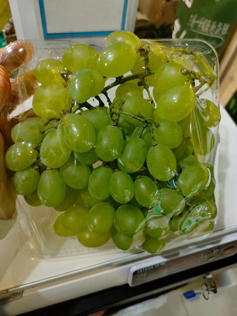 青葡萄 园林用途