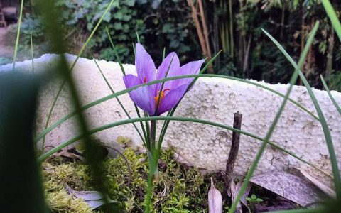 藏红花的花园搭档：这些植物既能共植又能共泡