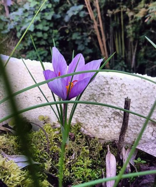 藏红花的花园搭档：这些植物既能共植又能共泡
