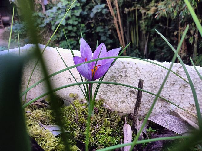 一、藏红花的种植小档案