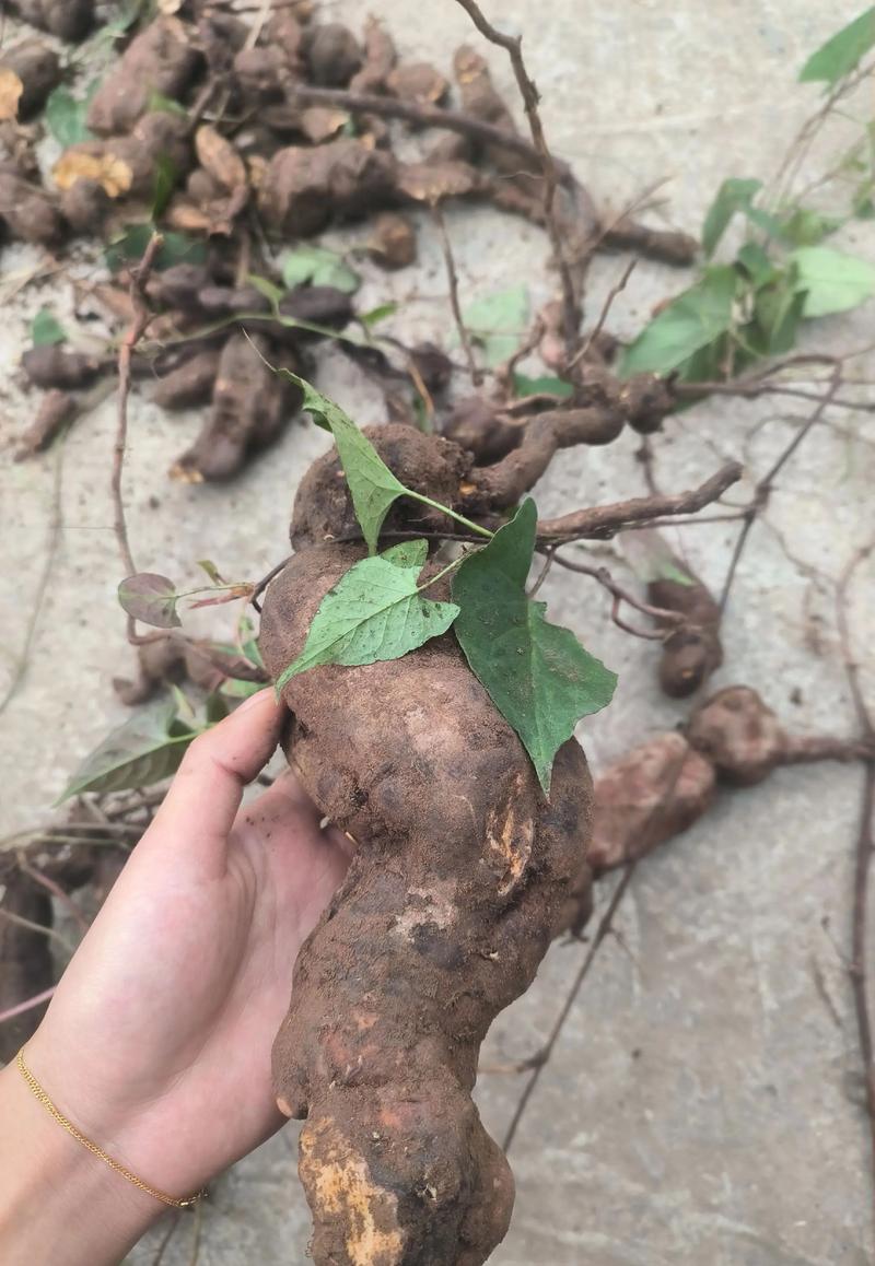 何首乌:蓼科多年生缠绕草本植物识别指南 何首乌:蓼科多年生缠绕草本植物识别指南