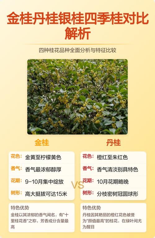 庭院桂花品种怎么选?金桂、银桂、丹桂、四季桂六维对比指南 五、总结:10秒决策参考