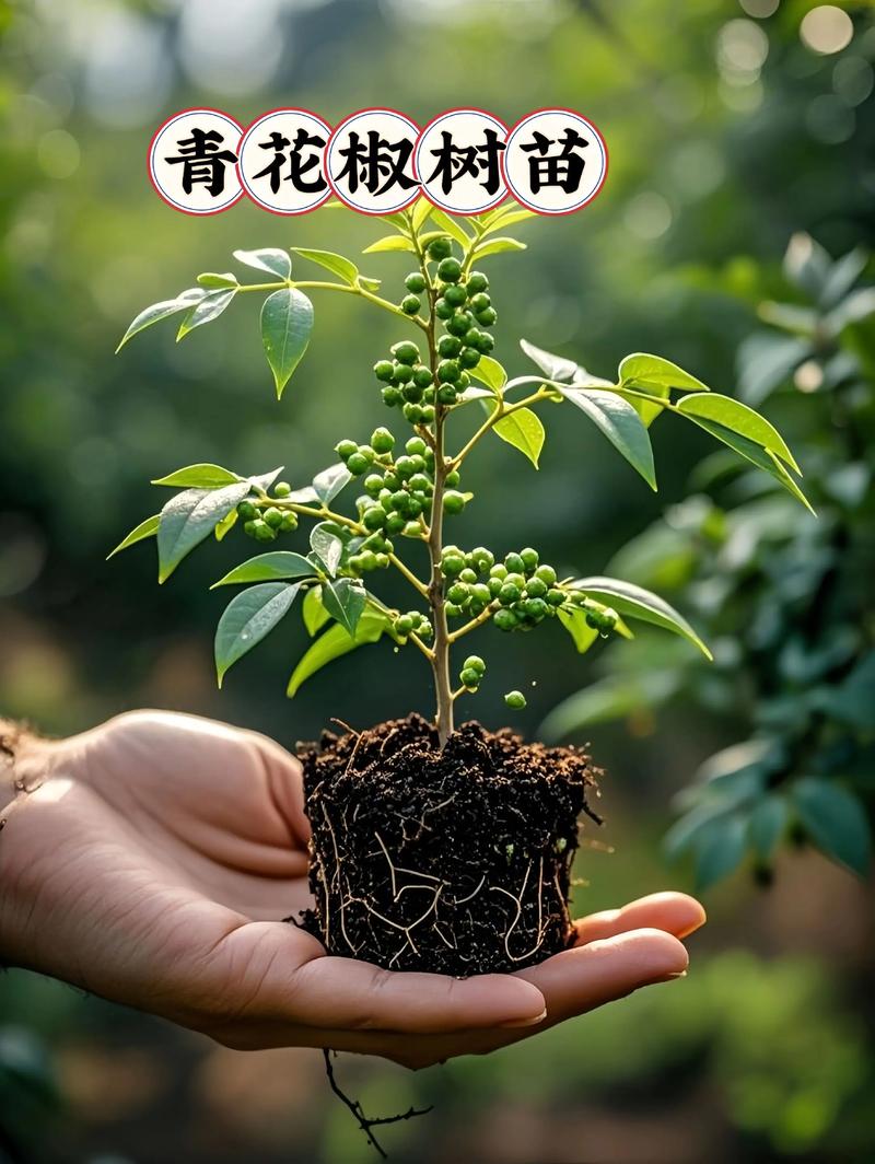 青花椒树苗价格多少钱一棵?2025年规格与产地全解析 季节波动(种植窗口期)