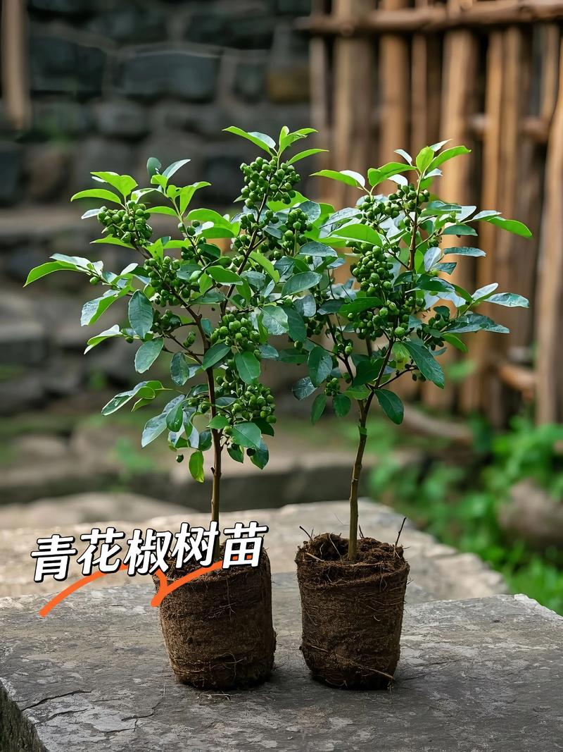 青花椒树苗价格多少钱一棵?2025年规格与产地全解析 运输成本(物流占比)