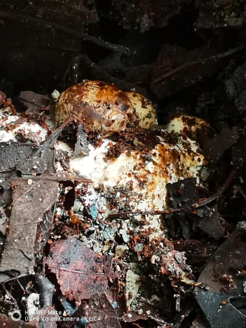 猪苓栽植密度指南:一亩大概需要多少菌种与种栽规格详解 核心规格:菌核的“种栽”标准