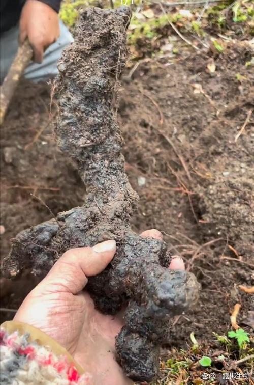 猪苓栽植密度指南:一亩大概需要多少菌种与种栽规格详解 选购种苗(菌核)时规格该选多大?