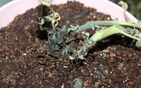 香叶天竺葵（驱蚊草）养不活？4大死因诊断与挽救全攻略
