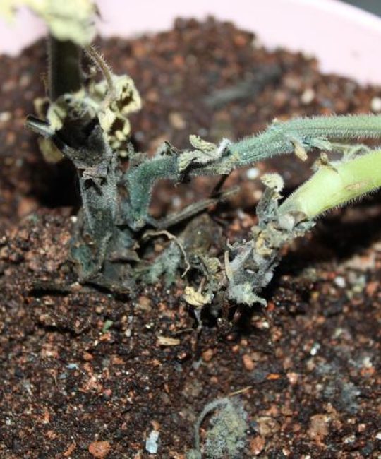 香叶天竺葵（驱蚊草）养不活？4大死因诊断与挽救全攻略