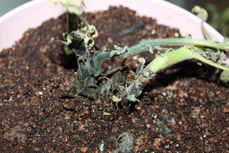 香叶天竺葵(驱蚊草)养不活?4大死因诊断与挽救全攻略 香叶天竺葵(驱蚊草)养不活?4大死因诊断与挽救全攻略