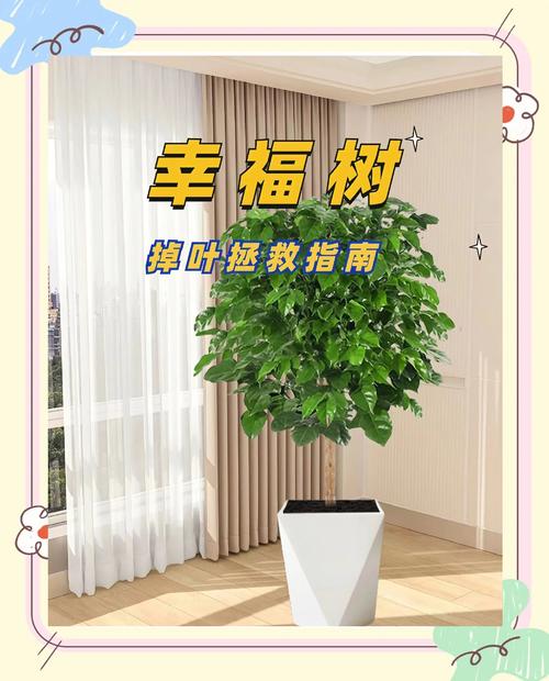 幸福树修剪指南:现在可以修剪吗?完整养护周期建议 施肥:薄肥勤施,生长期补充养分,休眠期停肥