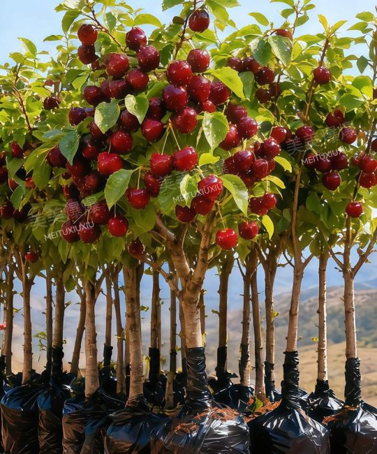 樱桃树能种在家门口吗？科学分析与种植指南