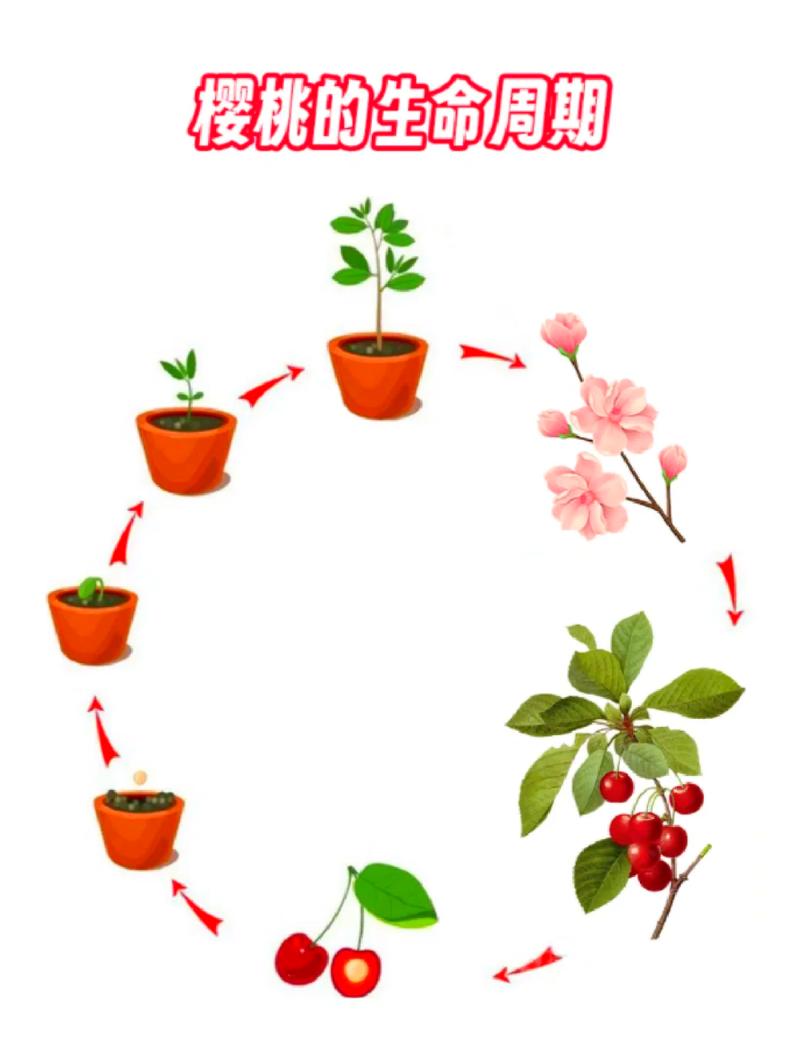 樱桃树能种在家门口吗?科学分析与种植指南 四、养护难度与关键操作:中等难度,需定期管理