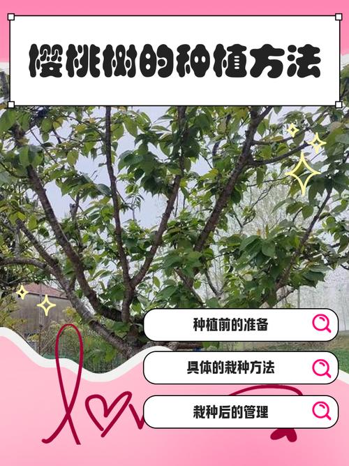 樱桃树能种在家门口吗?科学分析与种植指南 五、传统文化寓意:一份美好的愿望