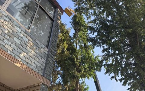 家里能种水杉吗？庭院种植前必须了解的5个关键点