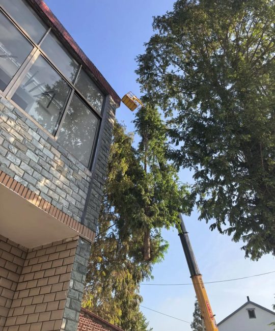 家里能种水杉吗？庭院种植前必须了解的5个关键点