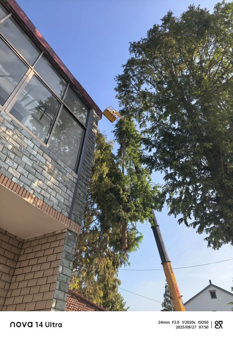 家里能种水杉吗?庭院种植前必须了解的5个关键点 一、水杉的基本特性——为什么它如此受欢迎?