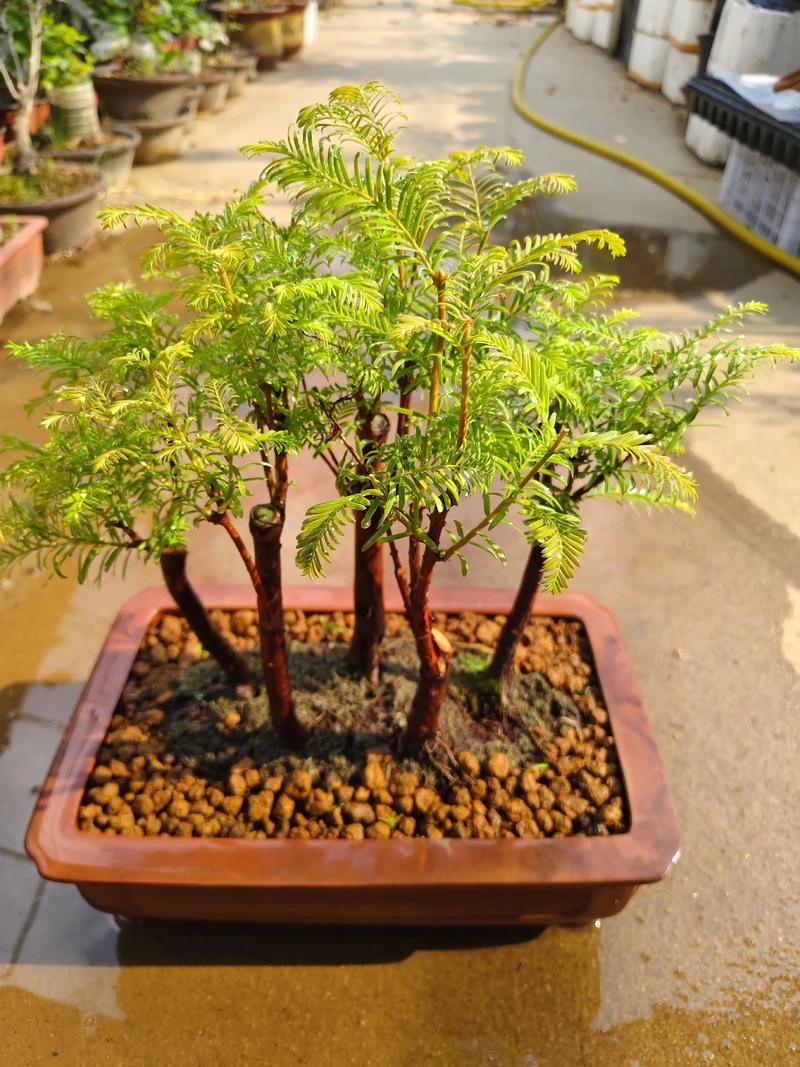 家里能种水杉吗?庭院种植前必须了解的5个关键点 五、风险提示与替代方案