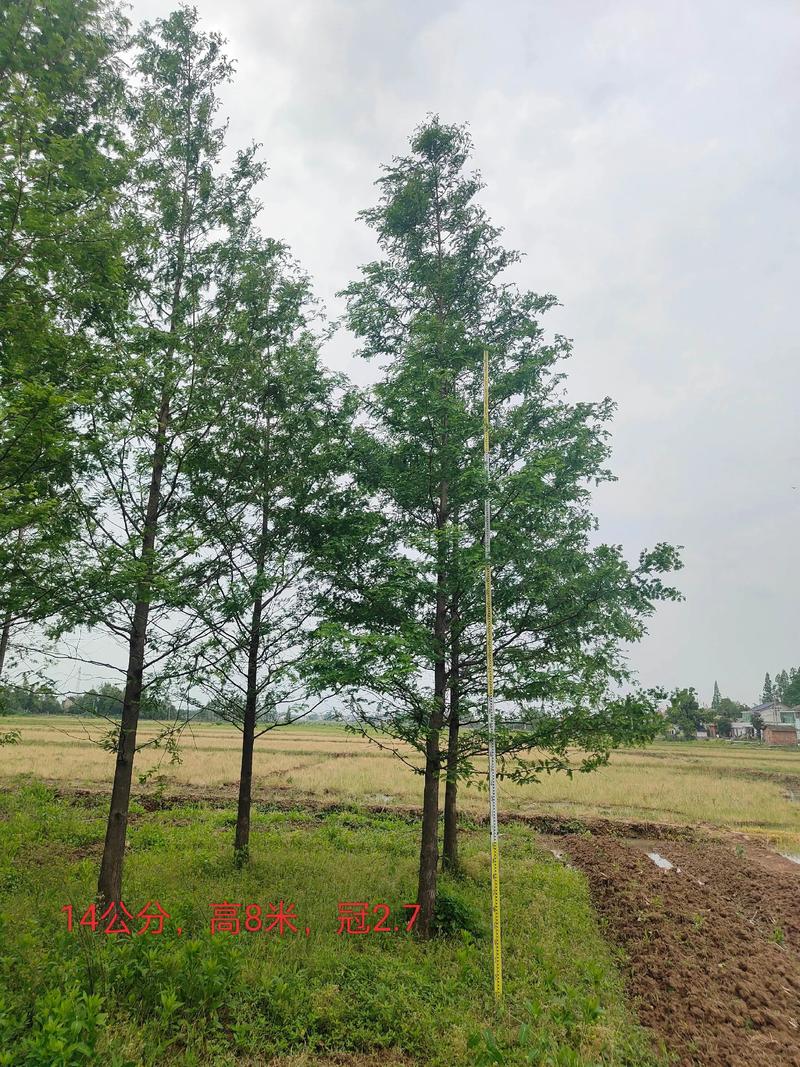家里能种水杉吗?庭院种植前必须了解的5个关键点 六、文化寓意(补充说明,勿过度解读)