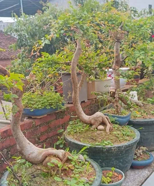 盆栽果树都有什么？阳台庭院首选这6种，第3年就能挂果