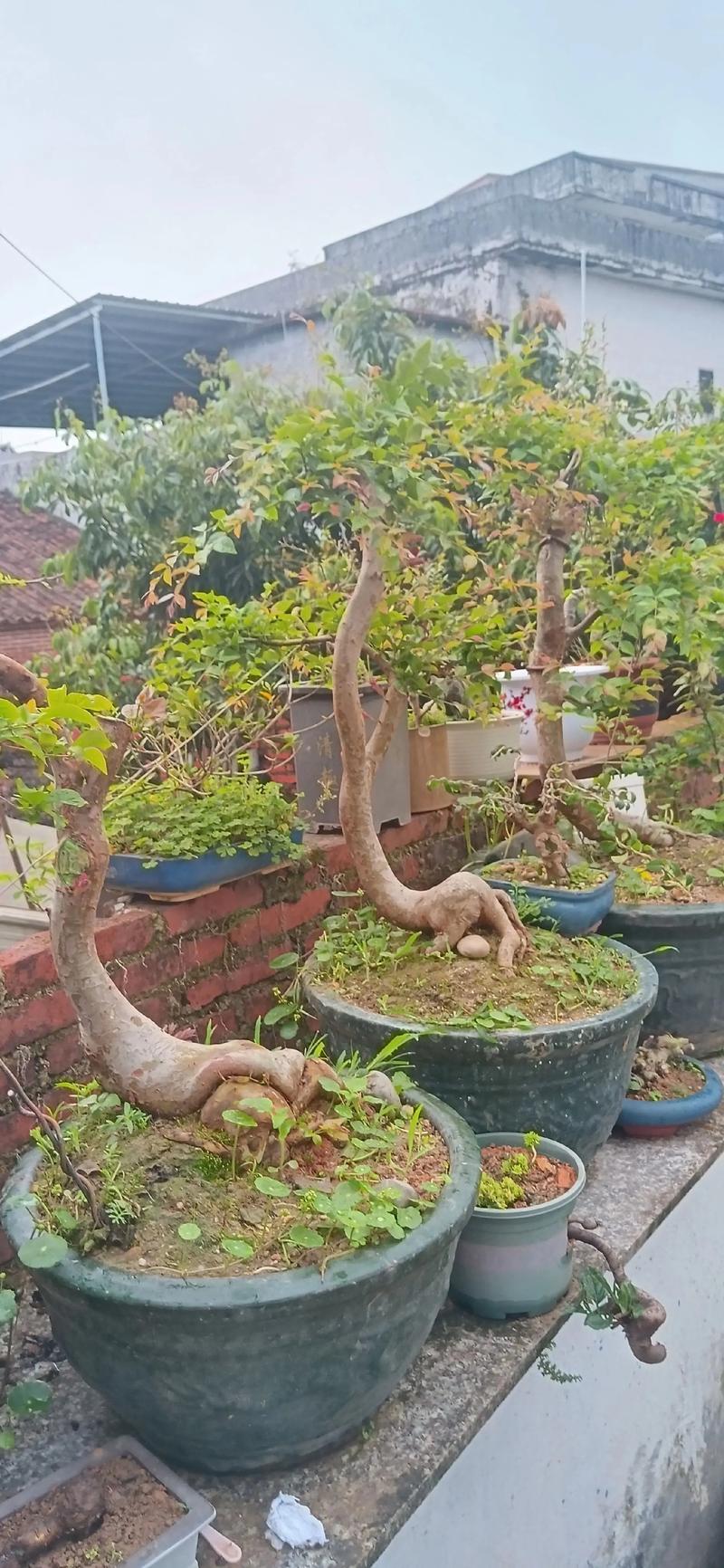 盆栽果树都有什么?阳台庭院首选这6种,第3年就能挂果 盆栽果树都有什么?阳台庭院首选这6种,第3年就能挂果