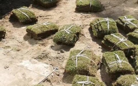 马尼拉草皮冬天可以铺吗？专家详解地域限制与操作要点
