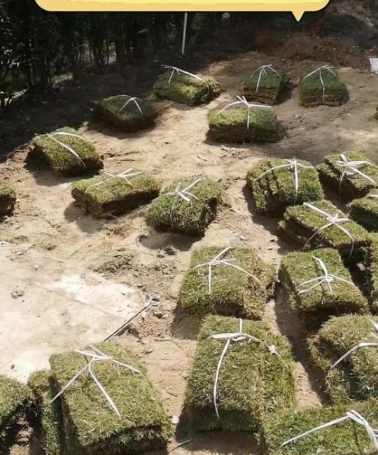 马尼拉草皮冬天可以铺吗？专家详解地域限制与操作要点