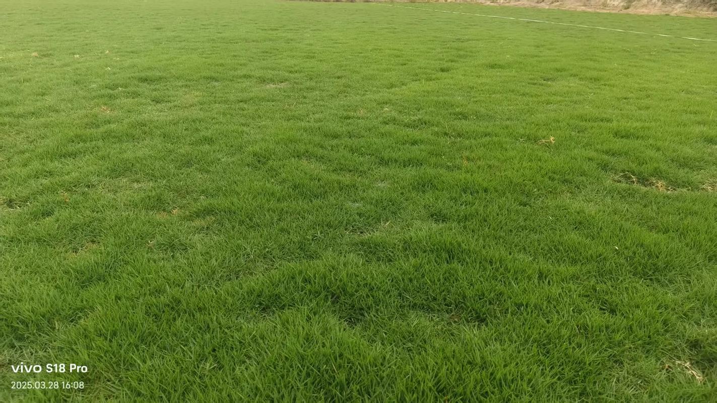 马尼拉草皮冬天可以铺吗?专家详解地域限制与操作要点 地域适应性判断(核心结论)