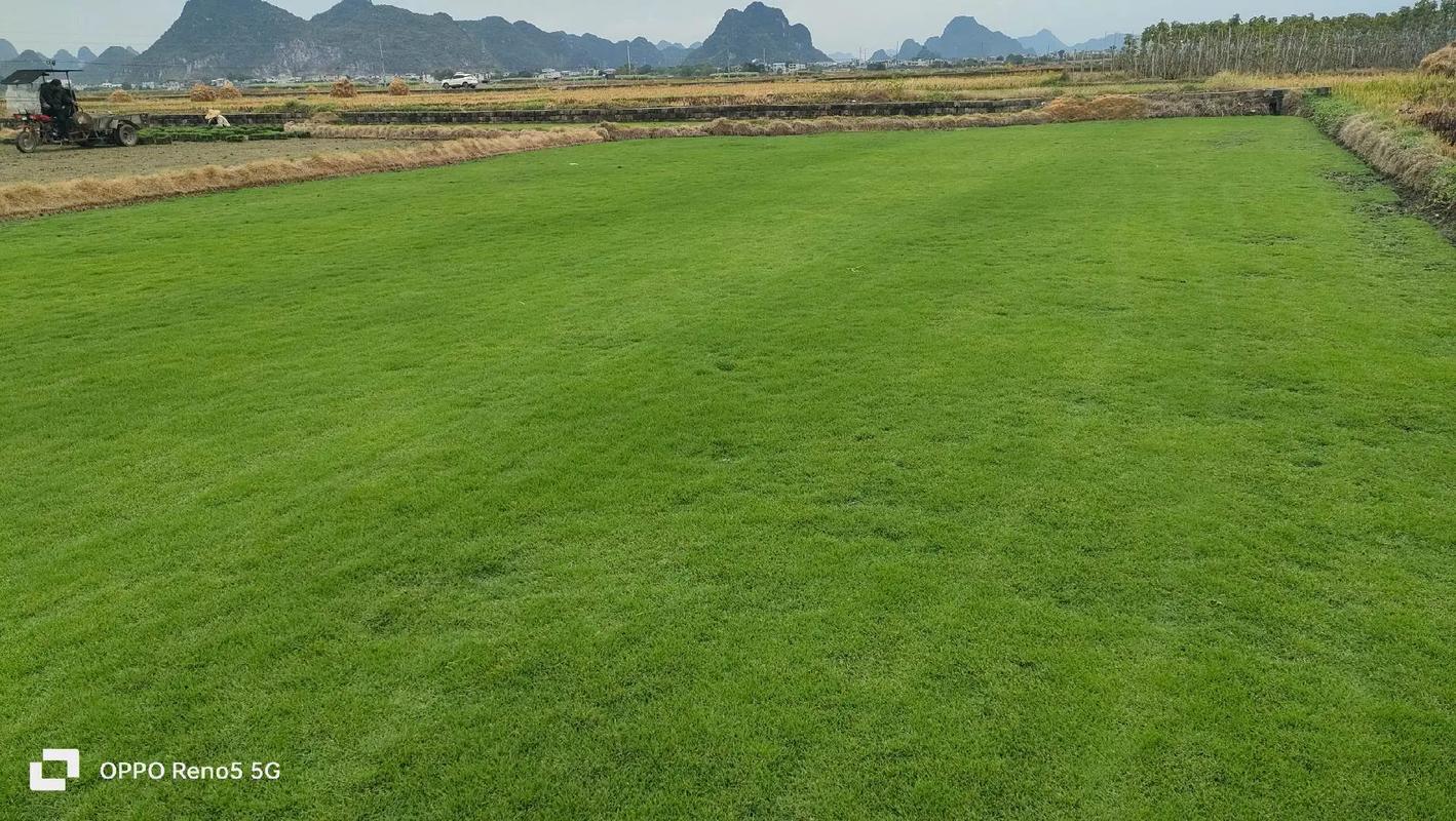 马尼拉草皮冬天可以铺吗?专家详解地域限制与操作要点 常见误区