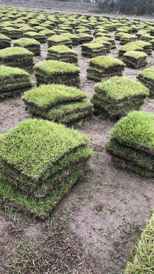 马尼拉草皮冬天可以铺吗?专家详解地域限制与操作要点 常见问题 FAQ