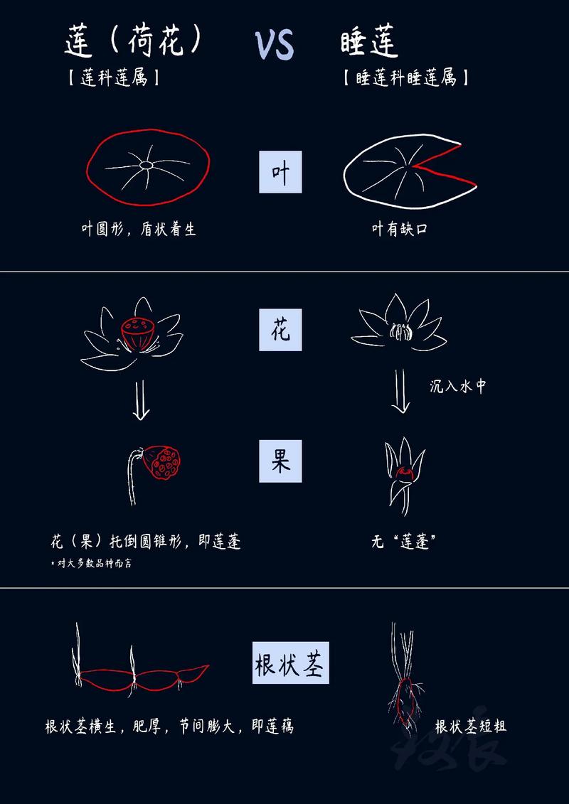 水培植物哪个最香?荷花、睡莲与菖蒲的芳香与栽培指南 常见问题FAQ