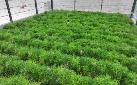 芦笋种植需要哪些条件？家庭与大棚种植全攻略