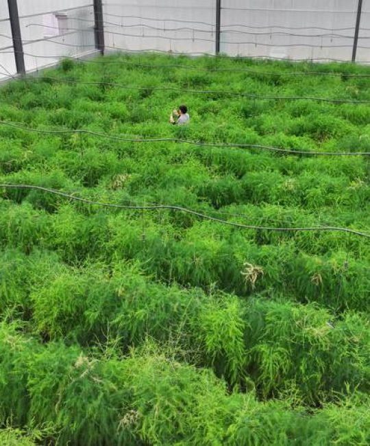 芦笋种植需要哪些条件？家庭与大棚种植全攻略