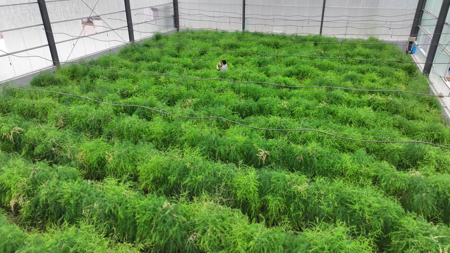 芦笋种植需要哪些条件？家庭与大棚种植全攻略