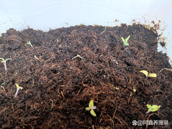 种的西红柿苗为什么不长?常见原因与解决办法全解析 一、光照不足,苗儿“没劲”
